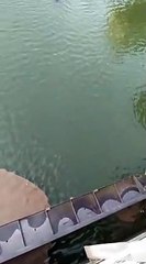 बड़ी खबर : भैंसों ने बंद करवाई भीमसागर बांध से पानी निकासी