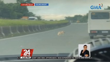 Asong namataan sa gitna ng SLEX, nasagip | 24 Oras