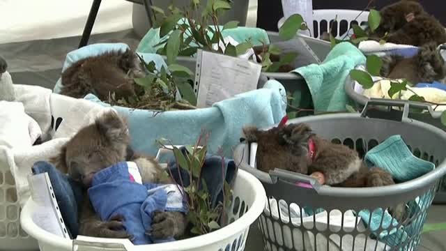 La población de koalas en Australia ha disminuido hasta un 30% este año