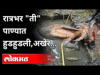 कल्याणात चेंबरमध्ये अडकली गाय |  फायर ब्रिगेडने वाचवला जीव | Cow Stuck In Drainage |  KDMC News