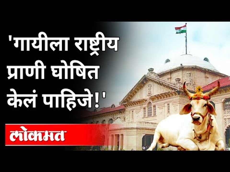 गायीला राष्ट्रीय प्राणी घोषित करण्याची मागणी का? Allahabad HC Wants Cows To Be National Animal