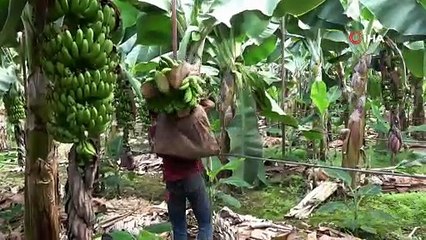 Muz hasadı başladı: Türkiye'de yenen her iki muzdan biri Anamur'dan