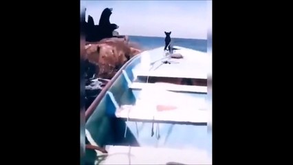 Ce chien n'a peur de rien... badboy