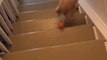 Clumsy Dog Falls Down Staircase While Trying to Catch Ball