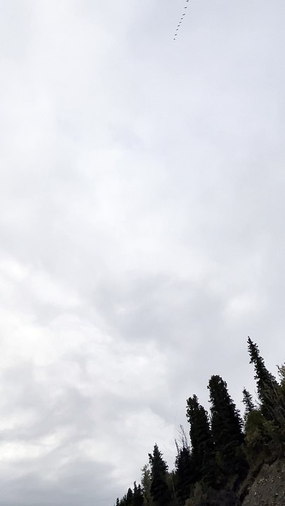Massive Crane Migration Flyover in Alaska