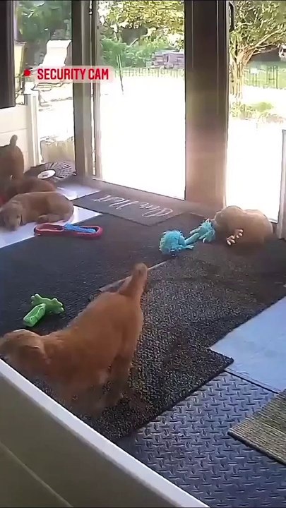 My dog is escaping from the group