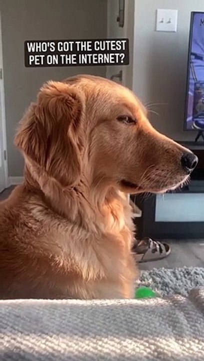 She is the cutest pet in the internet