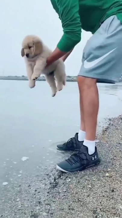 I dropped my puppy in the sea shore