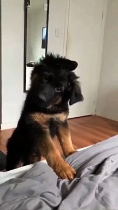 My puppy is making sounds