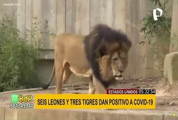 EEUU: 6 leones y 3 tigres en zoológico dan positivo al covid-19