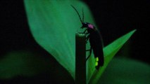 Grandfather Mountain in North Carolina is Home to Rare Population of Synchronous Fireflies