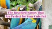 The Best 50 Bird Names That Are Perfect for Your Cute Pet