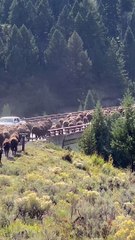 Bison Stampede Across Yellowstone Bridge