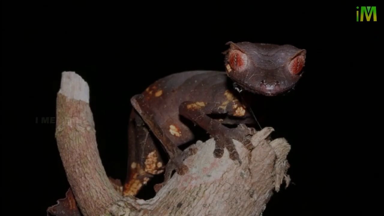 Unknown Facts l Leaf Tailed Gecko l Flat Tailed Gecko l I Memory