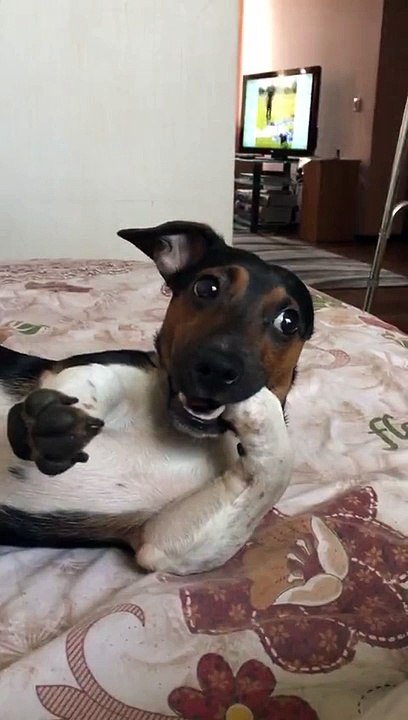 Jack Russell Gently Holds Paw in Mouth