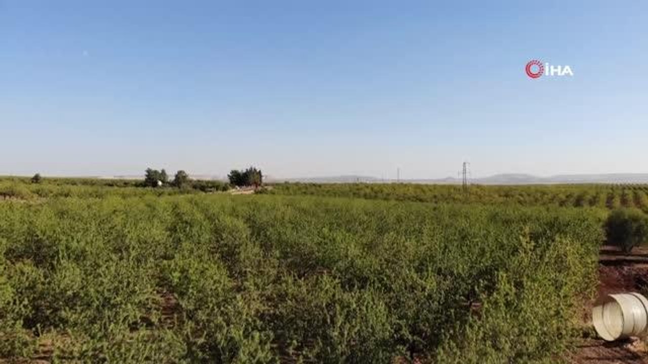 Şanlıurfa'da badem hasadı başladı