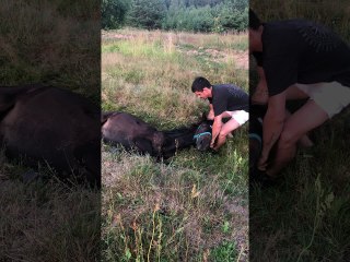 Lazy Horse Just Wants to Lie Down