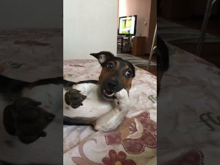 Jack Russell Gently Holds Paw in Mouth