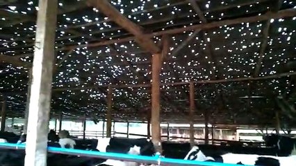 Chuva de granizo perfura galpão no Oeste de SC