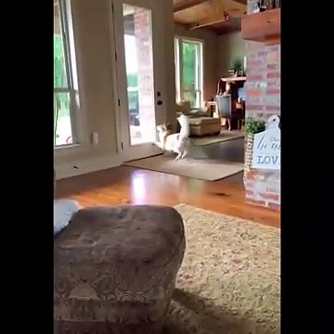 ⁣Funniest Animals  - Awesome Funny Animals- Life Videos  - Cutest Animals Ever