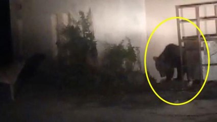 Gece kamerasına yakalandılar! Aç kalan boz ayılar, evlerin olduğu bölgeye kadar indi
