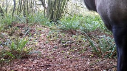 Deer Bails Before Elk Battle