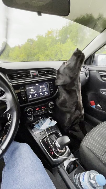 Windshield Wipers Entertain Lab