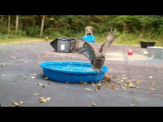 Owl Taking a Bath is Happy and Noisy