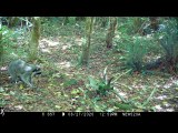 Elk Skull Makes Wild Raccoon Nervous