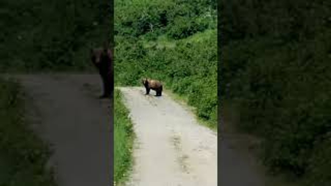 Bichon Called Away From Bear