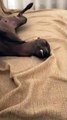 Italian Greyhound Sleeping on Couch in Funny Pose