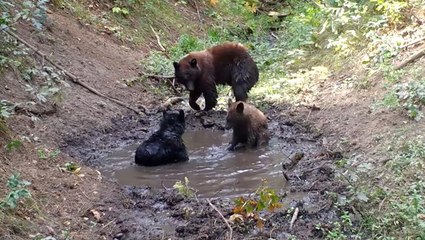 Family of bears enjoys a playful bath
