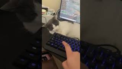 Rescue Cat Won't Let Dad Game