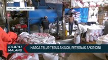 Harga Telur Ayam Terus Anjlok, Peternak di Malang Terpaksa Afkir Dini