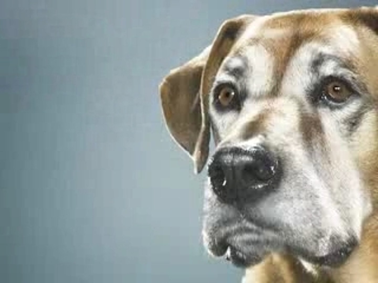 ⁣Animal planet anthem commercial