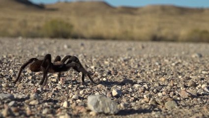 Fall tarantula migration underway in southeast Colorado