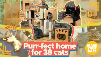 Purr-fect home for 38 cats | Make Your Day