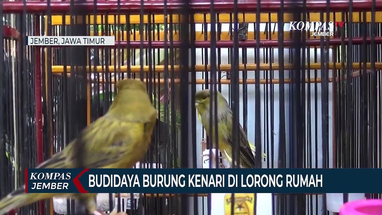 Tips Budidaya Burung Kenari Lokal dan Persilangan di Lahan Sempit Lorong Rumah
