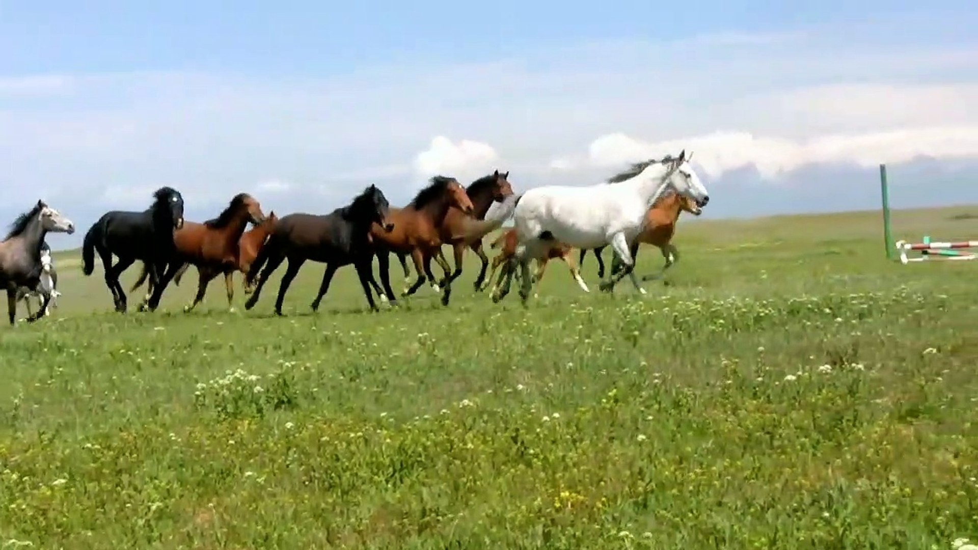 ⁣Beautiful Horse HD Videos | Horse Running Videos | Amazing Horse Videos | Animals Videos | All4U