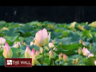 Ma Aschen _ অষ্টমীতেই সিঁদুর খেলা পালবাড়ির পুজোয় _ #heritage #durgapuja #durga