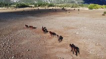 Son dakika haber: Yangından etkilenen Antalya'nın vahşi güzelliği 'yılkı atları' yaşam alanlarına geri döndü