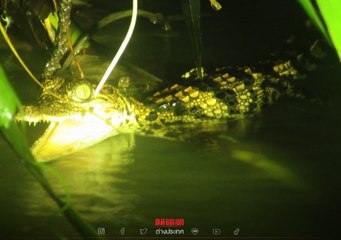 พบ "ลูกจระเข้สยาม" ใกล้สูญพันธุ์อย่างยิ่ง จำนวน 8 ตัว ครั้งแรกในรอบกว่า 10 ปี