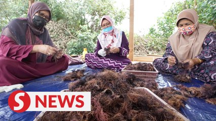 Growth of ‘red seaweed’ in cockle farm a blessing in disguise