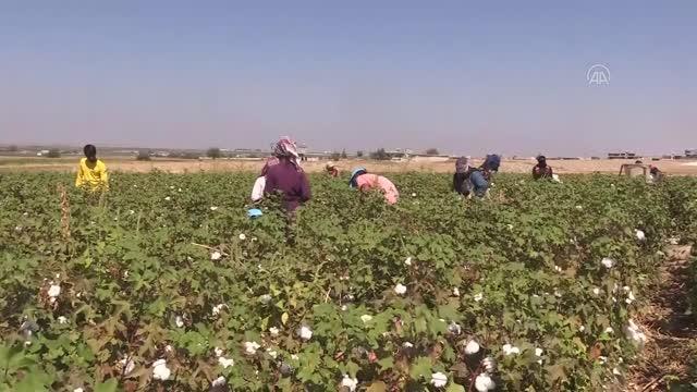 ŞANLIURFA - Mevsimlik tarım işçileri memleketlerine dönüş yolunda