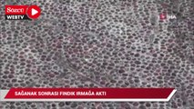 Sağanak yağış sonrası fındık ırmağa aktı