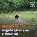 Two Wild Bears Play Football In Odisha’s Nabarangpur Forest