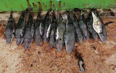 Hatay ve Mersin'de 935 balon balığı alımı yapıldı