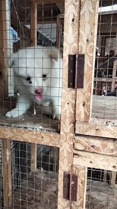 Crying Puppy Sounds | Puppy Sounds Barking