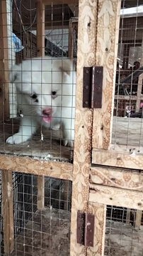 Crying Puppy Sounds | Puppy Sounds Barking