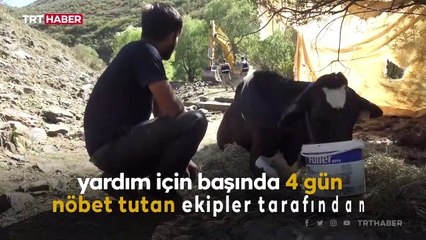 Ayağı kırılan gebe inek için 4 gün süren seferberlik